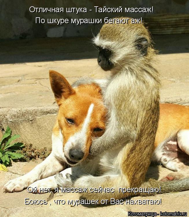 Котоматрица: Ой нет, я массаж сейчас  прекращаю! Боюсь , что мурашек от Вас нахватаю! Отличная штука - Тайский массаж! По шкуре мурашки бегают аж!