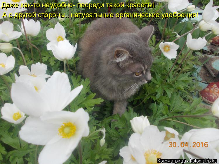 Котоматрица: Даже как-то неудобно- посреди такой красоты! А с другой стороны.. натуральные органические удобрения!