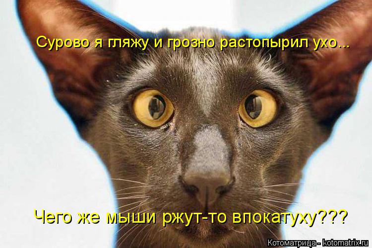 Котоматрица: Сурово я гляжу и грозно растопырил ухо... Чего же мыши ржут-то впокатуху???