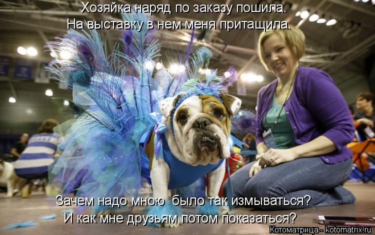 Котоматрица: И как мне друзьям потом показаться? Зачем надо мною  было так измываться? Хозяйка наряд по заказу пошила. На выставку в нем меня притащила.