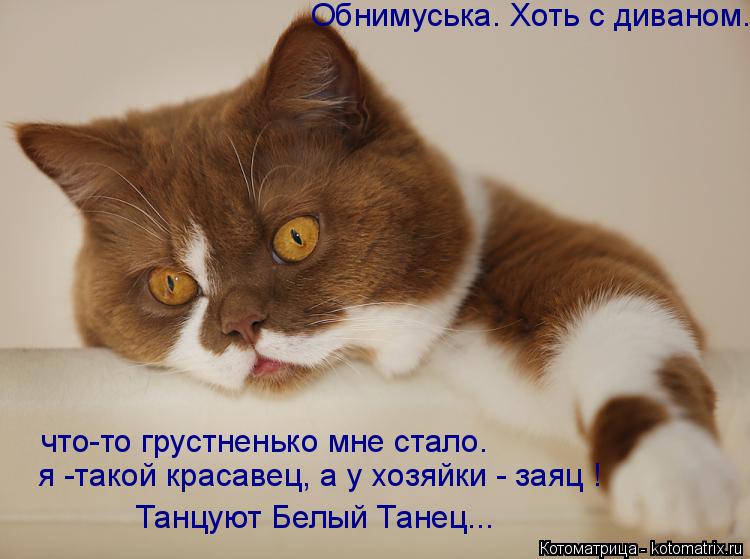 что-то грустненько мне стало. я -такой красавец, а у хозяйки - заяц ! Танцуют Белый Танец... Обнимусь... Котоматрица: что-то грустненько мне стало. я -такой красавец, а у хозяйки - заяц ! Танцуют Белый Танец... Обнимуська. Хоть с диваном.