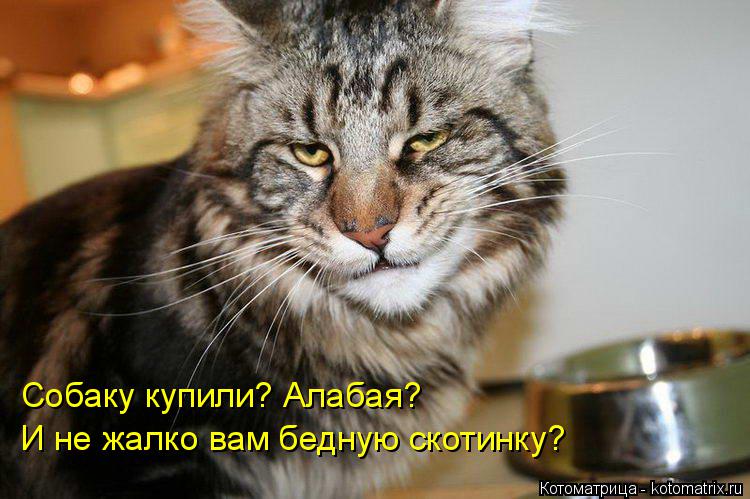 Котоматрица: Собаку купили? Алабая? И не жалко вам бедную скотинку?