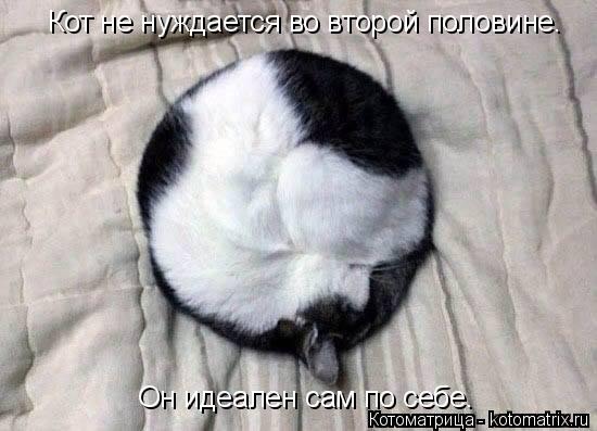 Котоматрица: Кот не нуждается во второй половине. Oн идеален сам по себе.