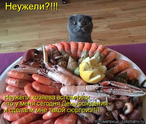 Котоматрица: Неужели хозяева вспомнили,  что у меня сегодня День рождения -  и сделали мне такой сюрприз!!!! Неужели?!!!