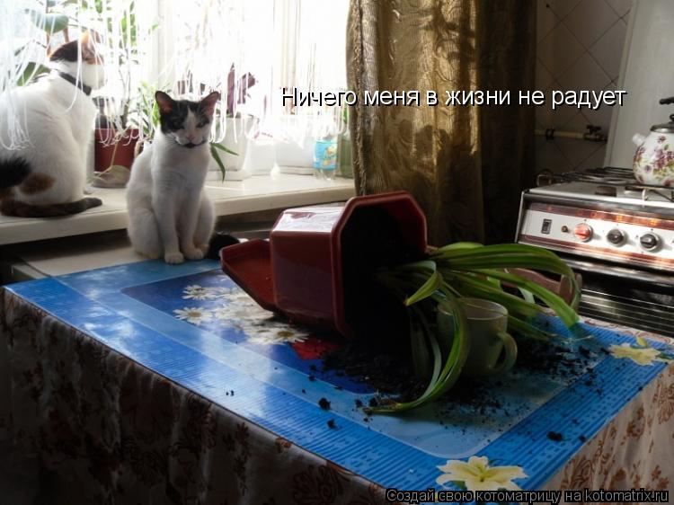 Котоматрица: Ничего меня в жизни не радует