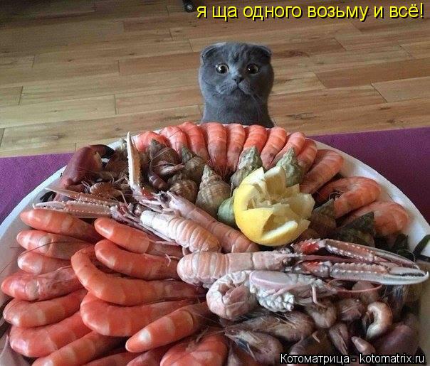 Котоматрица: я ща одного возьму и всё!