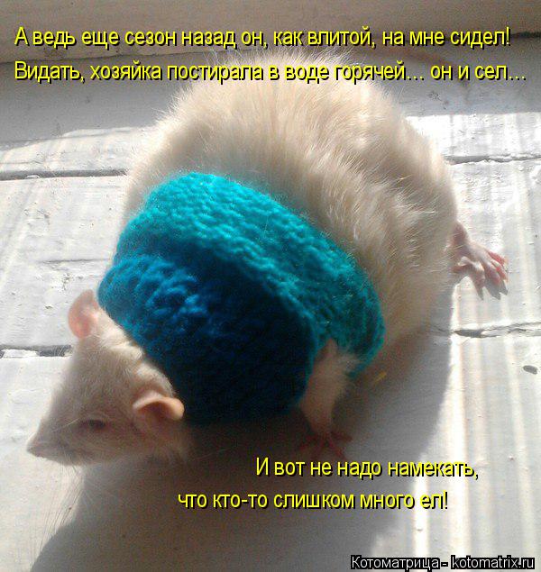 Котоматрица: А ведь еще сезон назад он, как влитой, на мне сидел! И вот не надо намекать,  что кто-то слишком много ел! Видать, хозяйка постирала в воде горя