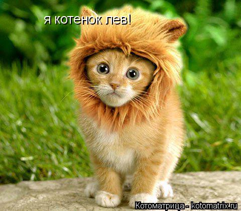 Котоматрица: я котенок лев!