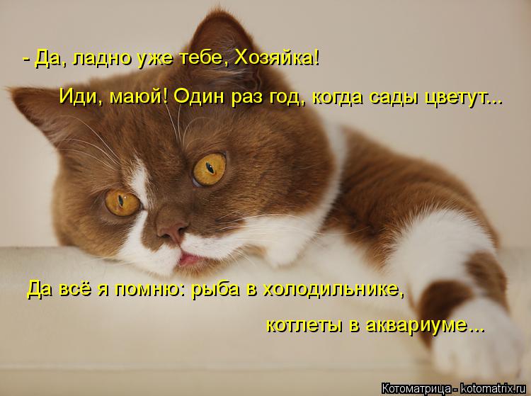 Котоматрица: - Да, ладно уже тебе, Хозяйка! Иди, маюй! Один раз год, когда сады цветут... Да всё я помню: рыба в холодильнике, котлеты в аквариуме...