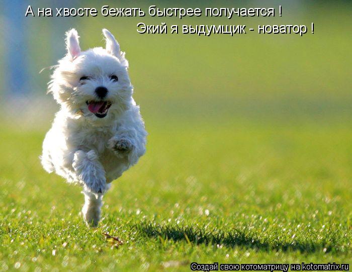 Котоматрица: А на хвосте бежать быстрее получается ! Экий я выдумщик - новатор !
