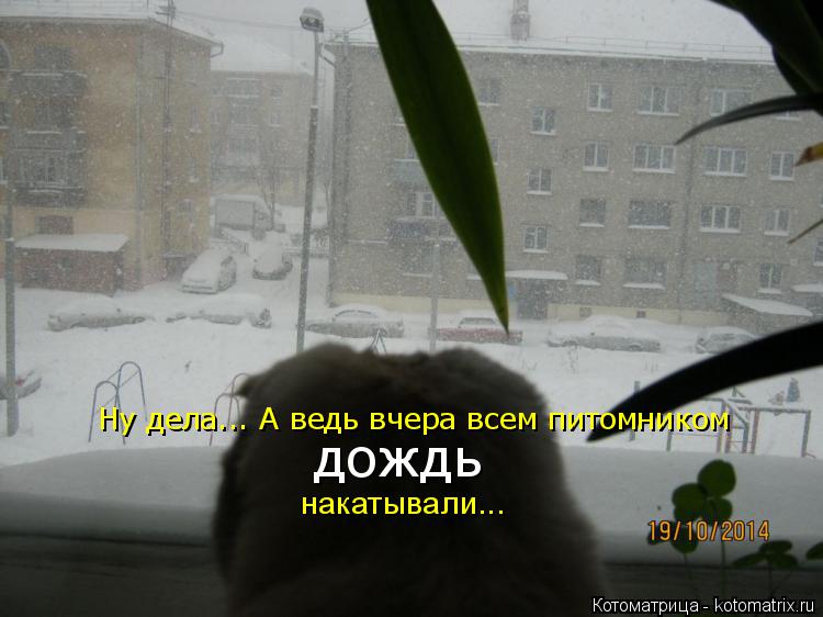 Ну дела... А ведь вчера всем питомником дождь накатывали...... Котоматрица: Ну дела... А ведь вчера всем питомником дождь накатывали...