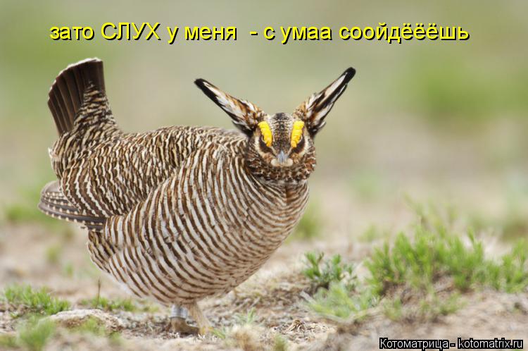 Котоматрица: зато СЛУХ у меня  - с умаа соойдёёёшь