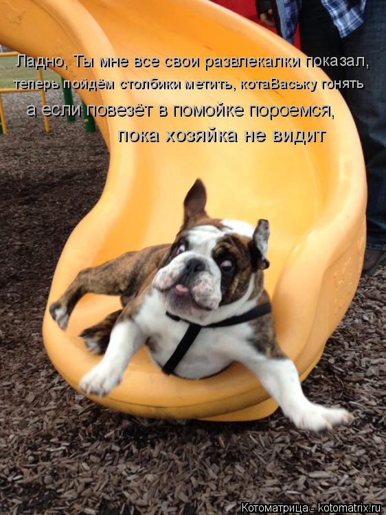 Котоматрица: Ладно, Ты мне все свои развлекалки показал, теперь пойдём столбики метить, котаВаську гонять  а если повезёт в помойке пороемся, пока хозяйк