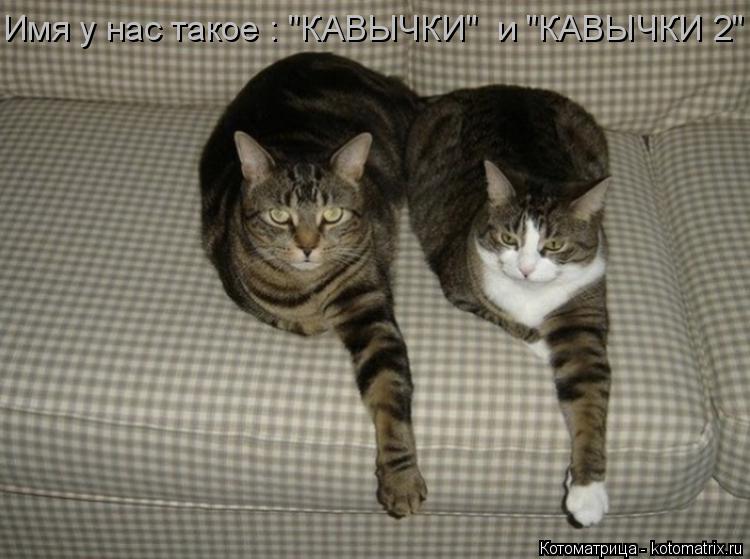 Котоматрица: Имя у нас такое : "КАВЫЧКИ"  и "КАВЫЧКИ 2"