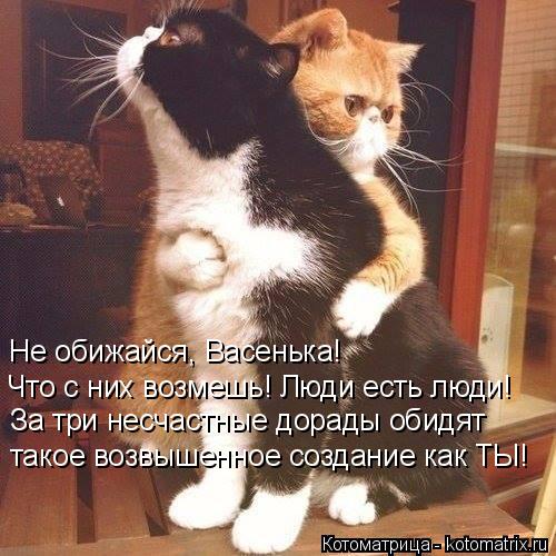 Котоматрица: Не обижайся, Васенька!  Что с них возмешь! Люди есть люди! За три несчастные дорады обидят такое возвышенное создание как ТЫ!