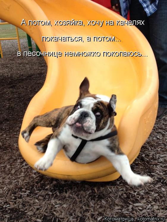 Котоматрица: А потом, хозяйка, хочу на качелях покачаться, а потом... в песочнице немножко покопаюсь...