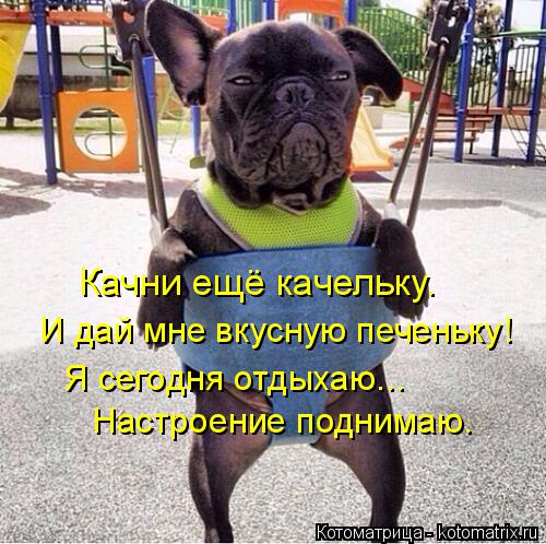 Котоматрица: Качни ещё качельку.  И дай мне вкусную печеньку!  Я сегодня отдыхаю...  Настроение поднимаю.