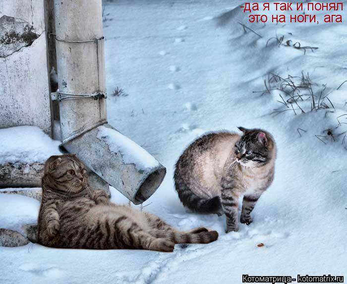 Котоматрица: -да я так и понял это на ноги, ага