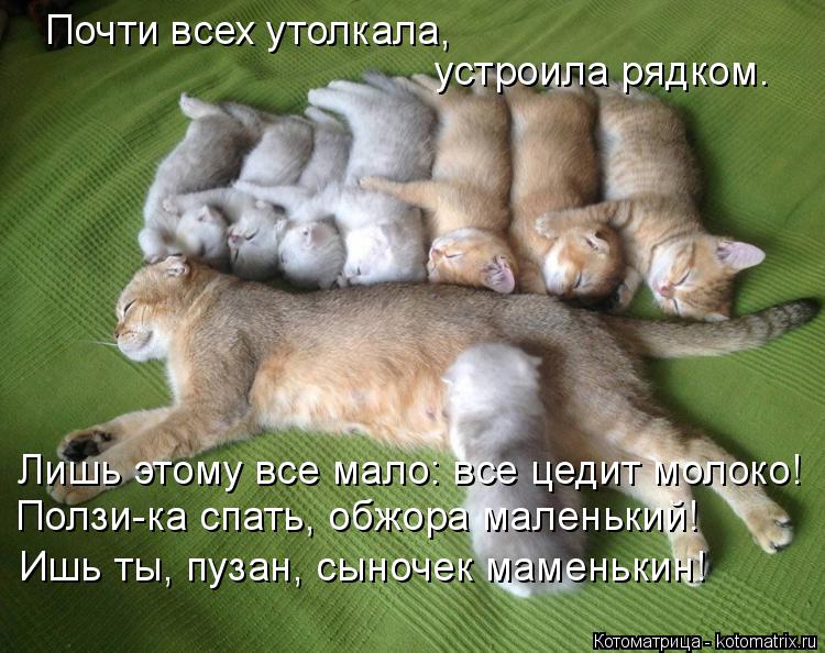 Котоматрица: Почти всех утолкала, устроила рядком. Лишь этому все мало: все цедит молоко! Ползи-ка спать, обжора маленький! Ишь ты, пузан, сыночек маменьки
