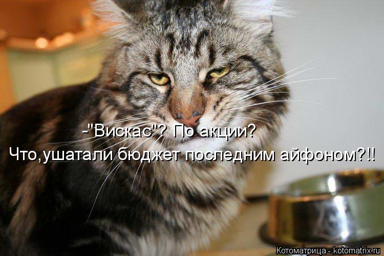 Котоматрица: -"Вискас"? По акции?  Что,ушатали бюджет последним айфоном?!!