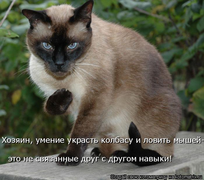 Хозяин, умение украсть колбасу и ловить мышей- это не связанные друг с другом навыки!... Котоматрица: Хозяин, умение украсть колбасу и ловить мышей- это не связанные друг с другом навыки!