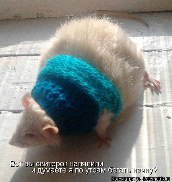 Котоматрица: Вот вы свитерок напялили  и думаете я по утрам бегать начну?
