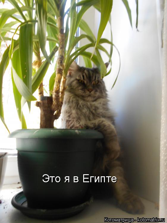 Котоматрица: Это я в Египте