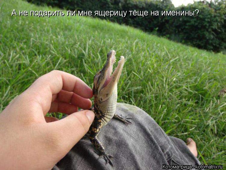 Котоматрица: А не подарить ли мне ящерицу тёще на именины?