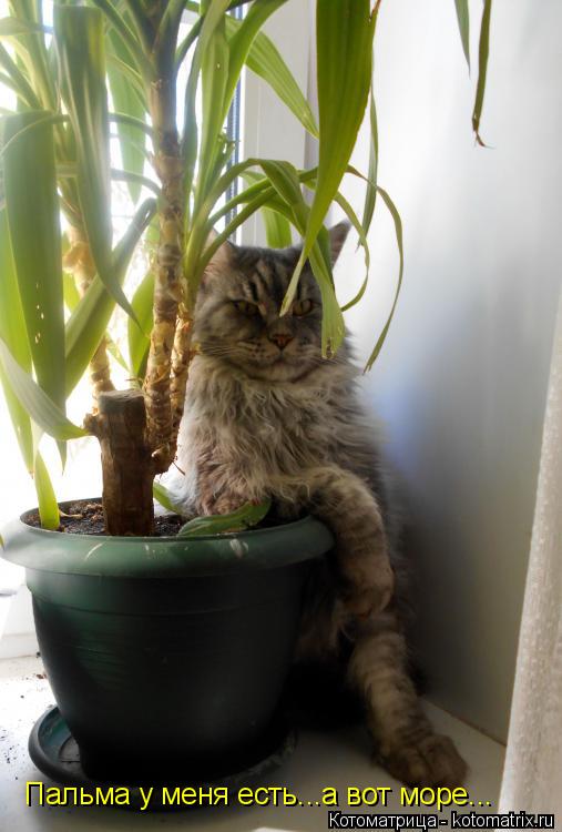 Котоматрица: Пальма у меня есть...а вот море...