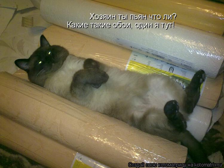 Котоматрица: Хозяин ты пьян что ли? Какие такие обои, один я тут!