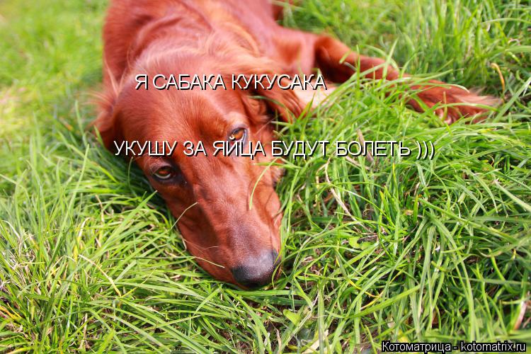Котоматрица: Я САБАКА КУКУСАКА Я САБАКА КУКУСАКА УКУШУ ЗА ЯЙЦА БУДУТ БОЛЕТЬ )))
