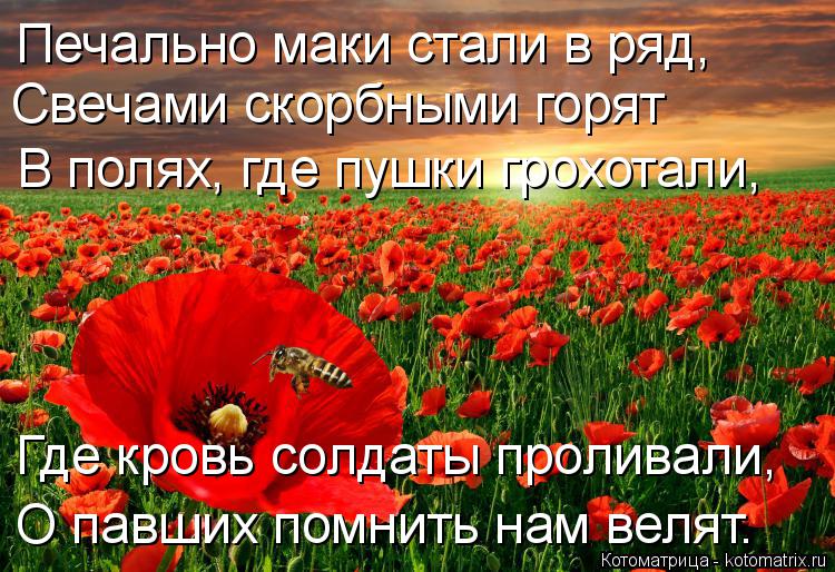 Котоматрица: Печально маки стали в ряд, Свечами скорбными горят В полях, где пушки грохотали, Где кровь солдаты проливали, О павших помнить нам велят.