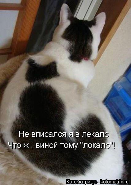 Котоматрица: Не вписался я в лекало Что ж , виной тому "локало"!
