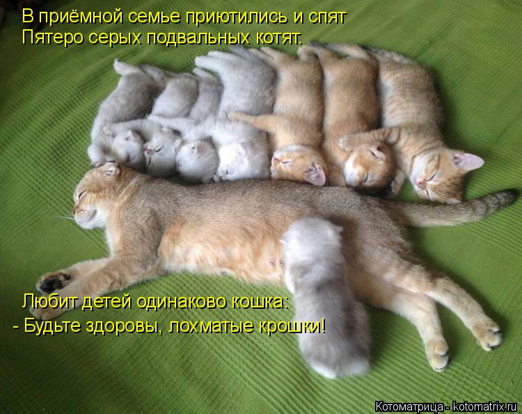 Котоматрица: В приёмной семье приютились и спят  Пятеро серых подвальных котят. Любит детей одинаково кошка: - Будьте здоровы, лохматые крошки!