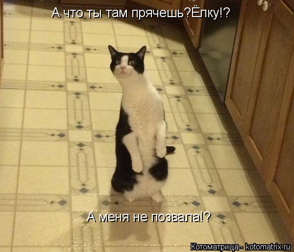 Котоматрица: А что ты там прячешь?Ёлку!? А меня не позвала!?