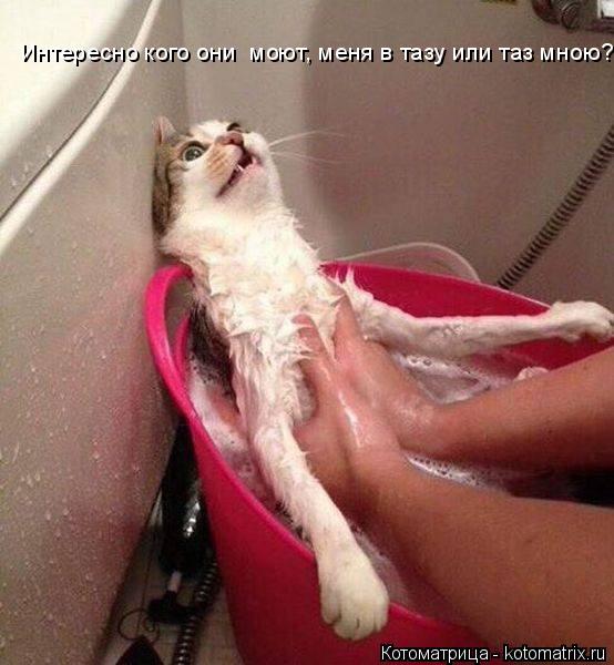 Котоматрица: Интересно кого они  моют, меня в тазу или таз мною?