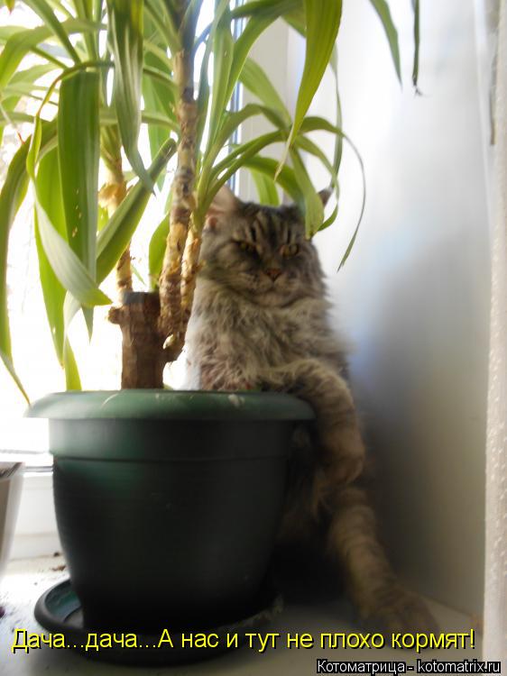Котоматрица: Дача...дача...А нас и тут не плохо кормят!