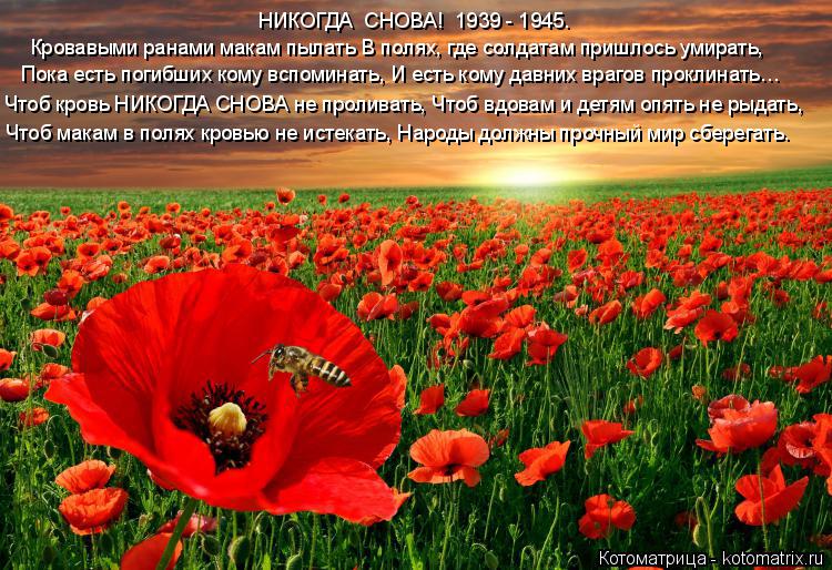 Котоматрица: НИКОГДА  СНОВА!  1939 - 1945. Кровавыми ранами макам пылать В полях, где солдатам пришлось умирать, Пока есть погибших кому вспоминать, И есть ком