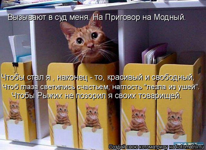 Котоматрица: Вызывают в суд меня. На Приговор на Модный. Чтобы стал я , наконец - то, красивый и свободный, Чтоб глаза светились счастьем, наглость "лезла и