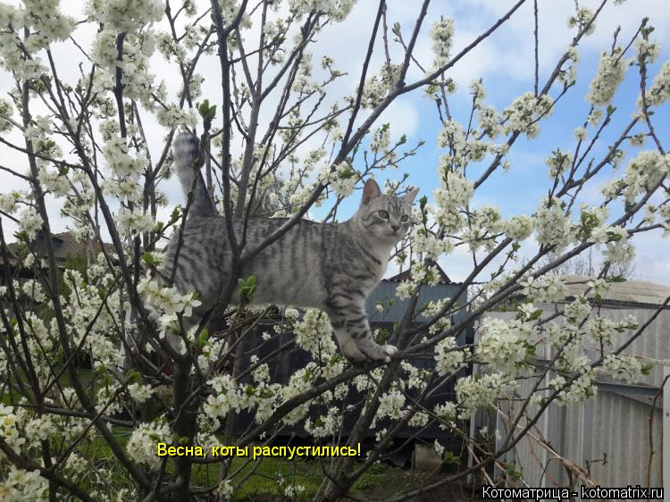 Котоматрица: Весна, коты распустились!