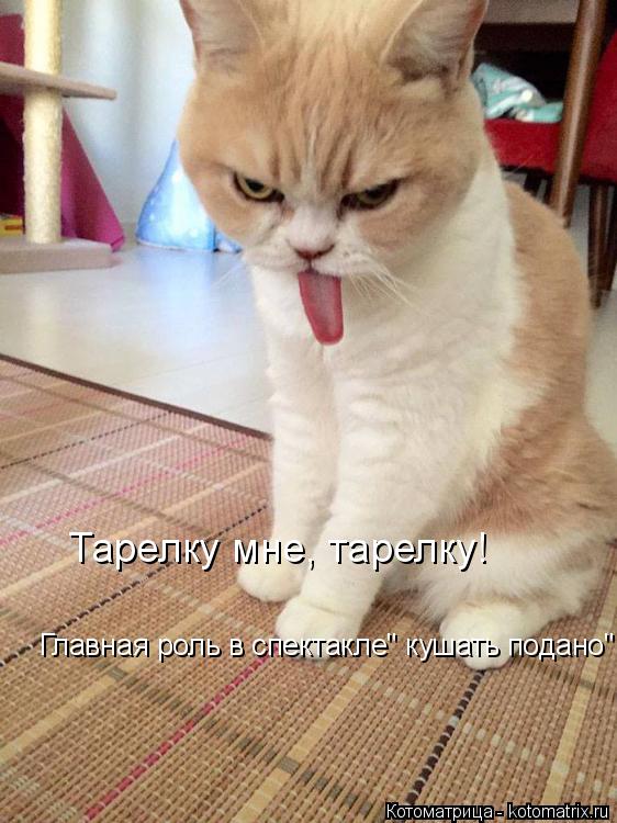 Котоматрица: Тарелку мне, тарелку! Главная роль в спектакле" кушать подано"