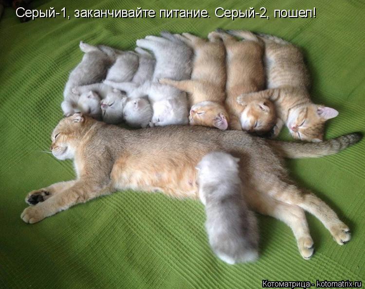 Котоматрица: Серый-1, заканчивайте питание. Серый-2, пошел!