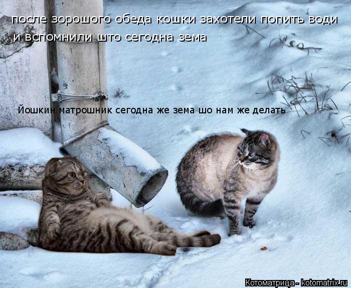 Котоматрица: после зорошого обеда кошки захотели попить води и вспомнили што сегодна зема Йошкин матрошник сегодна же зема шо нам же делать