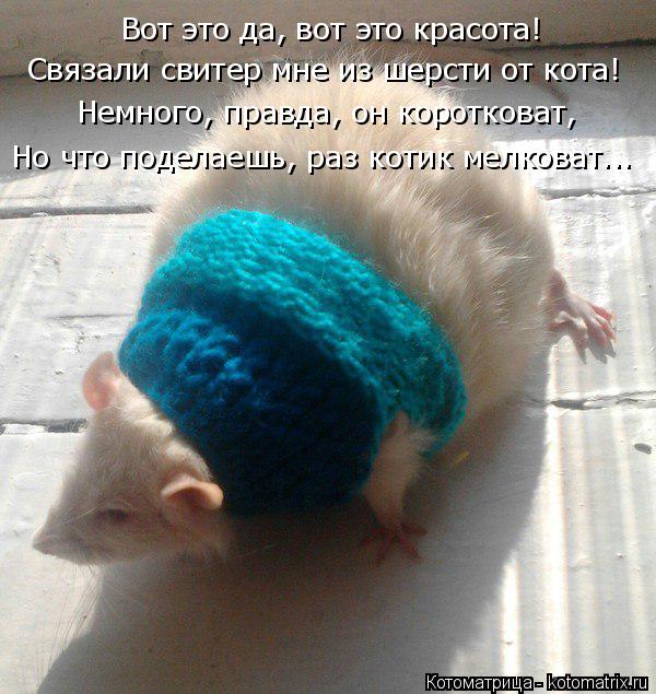 Котоматрица: Вот это да, вот это красота! Связали свитер мне из шерсти от кота! Немного, правда, он коротковат, Но что поделаешь, раз котик мелковат...