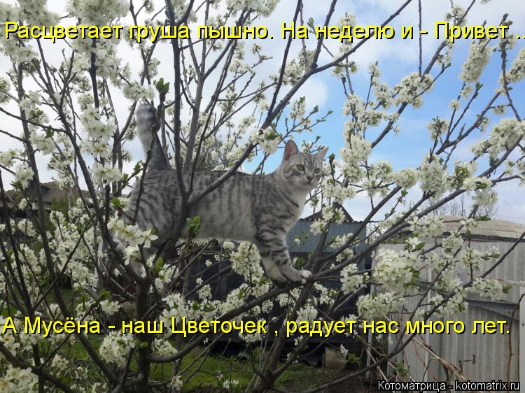 Котоматрица: Расцветает груша пышно. На неделю и - Привет .... А Мусёна - наш Цветочек , радует нас много лет.