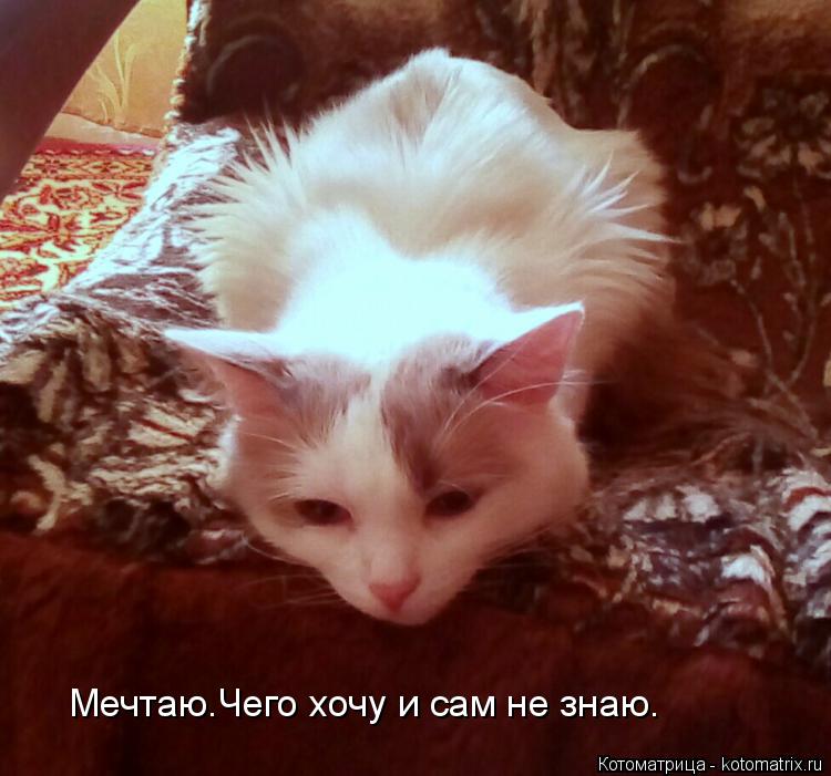 Котоматрица: Мечтаю.Чего хочу и сам не знаю.