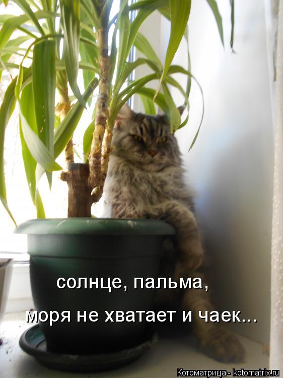 Котоматрица: солнце, пальма, моря не хватает и чаек...