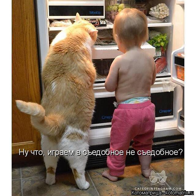Котоматрица: Ну что, играем в съедобное не съедобное?