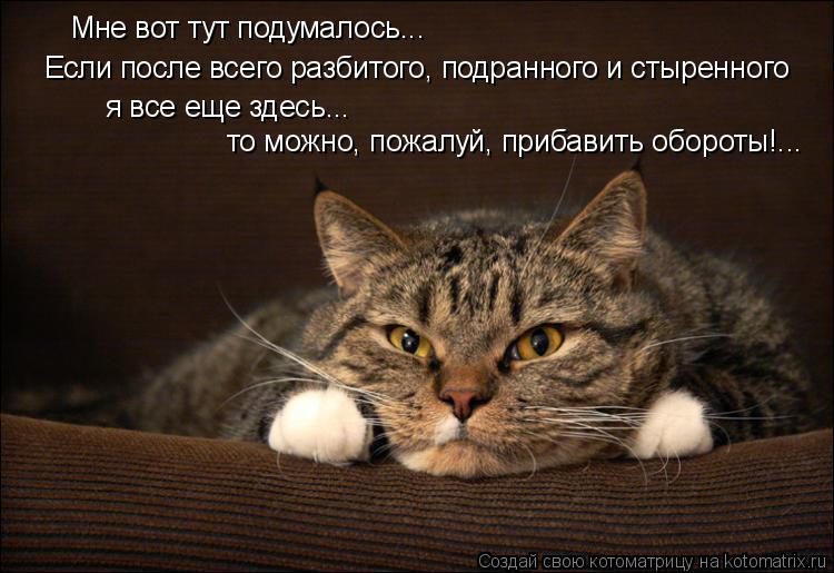 Котоматрица: Если после всего разбитого, подранного и стыренного Мне вот тут подумалось... я все еще здесь... то можно, пожалуй, прибавить обороты!...