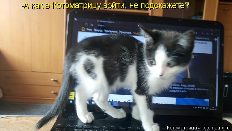 Котоматрица: -А как в Котоматрицу войти, не подскажете?